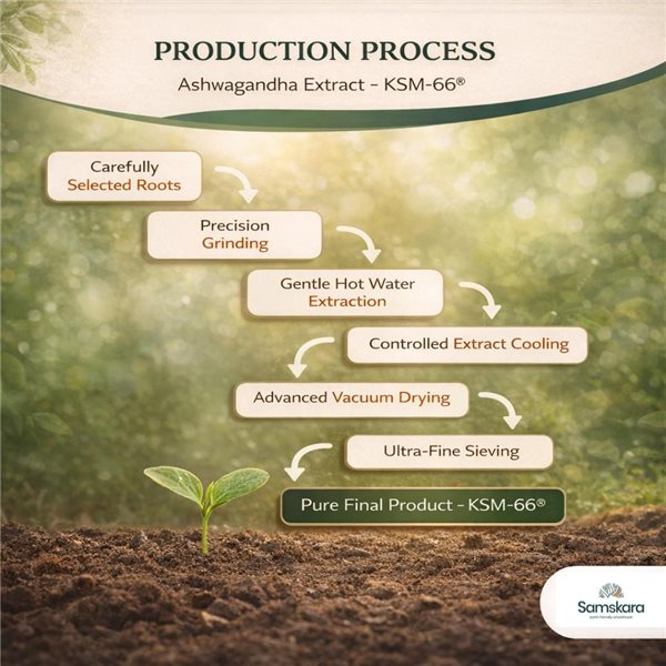 Samskara KSM-66 Raíz de Ashwagandha en Polvo BIO – 5 % de withanólidos | Proceso químico ecológico sin disolventes, ayuda contra el estrés y aporta energía | (100 g)-trasera