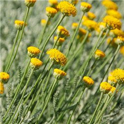 SANTOLINA BIO 30g  Digestive et Déparasitante