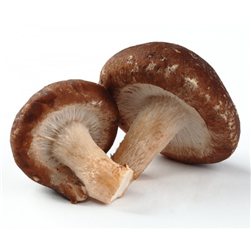 Seta Shiitake 1 kilogramo