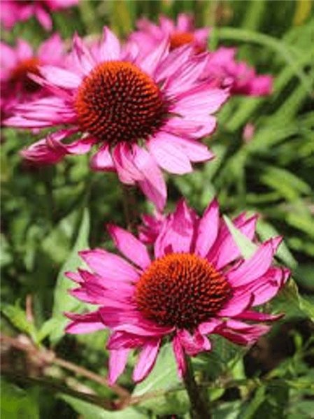 TINRURA BIO ÉCHINACÉE ET PROPOLIS 50ml Renforcement Immunitaire Naturel-detalle