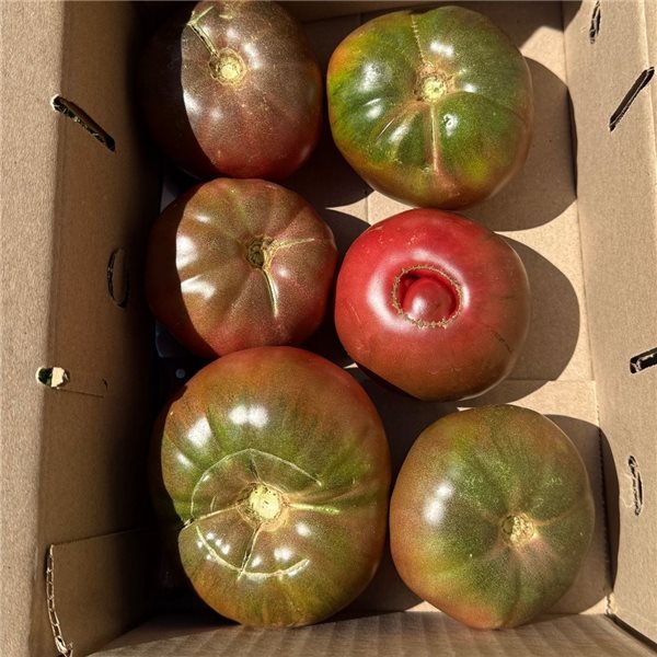 Tomate de temporada-lateral