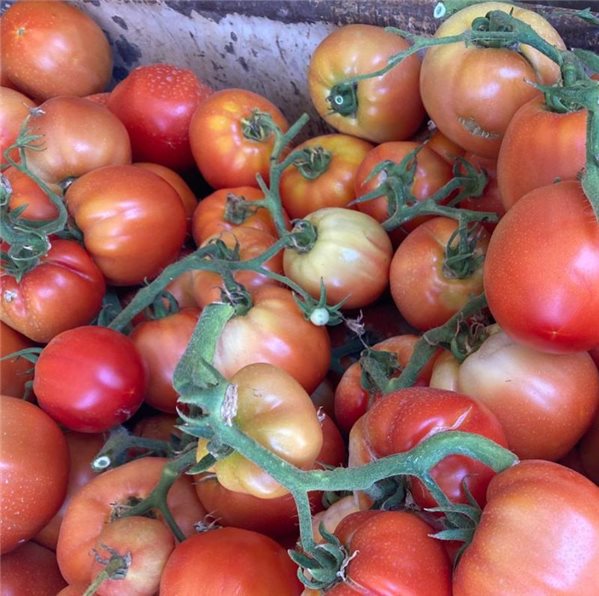 Salad tomato-izquierda
