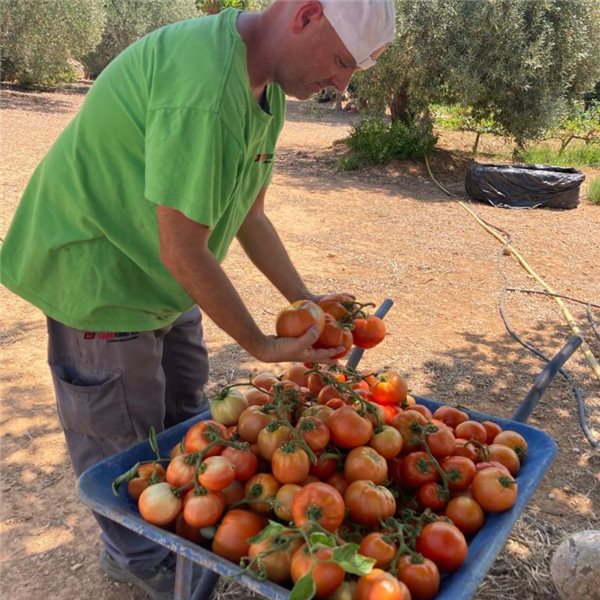 Salad tomato-trasera