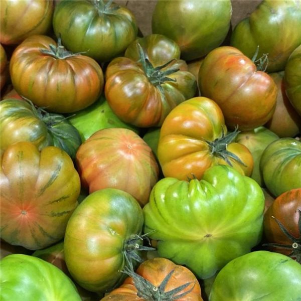 Raf salad tomato-izquierda
