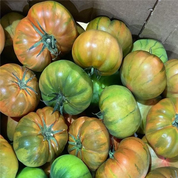 Raf salad tomato-lateral