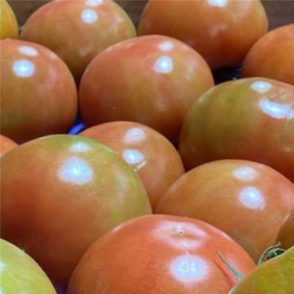 Raf salad tomato-trasera