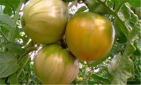 TOMATE AUS DEM BODEN-detalle