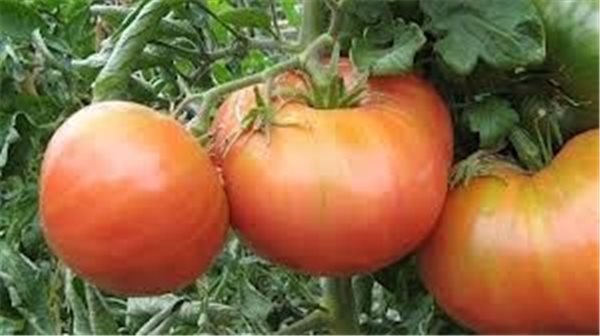 TOMATE AUS DEM BODEN-lateral