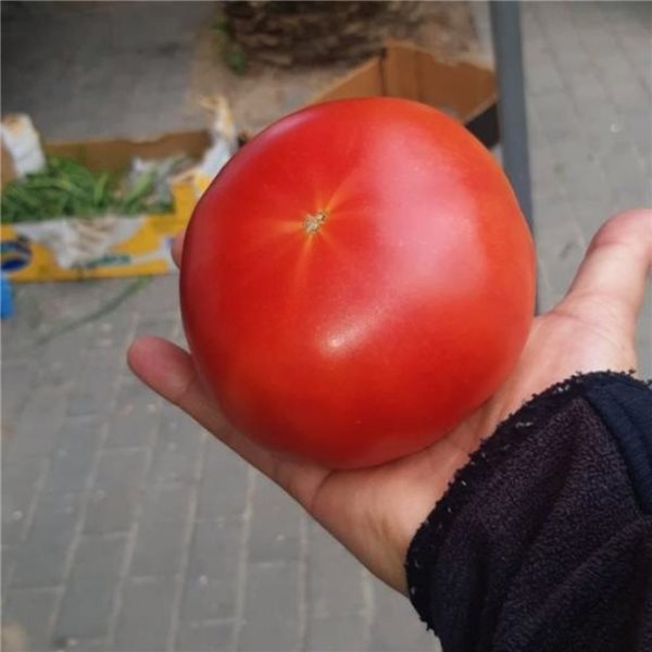 “Tomate Extremeño” - Caja de 2kg-detalle