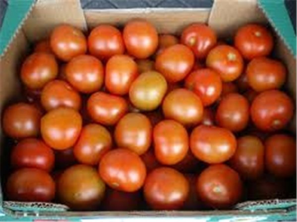 TOMATE DANIELA-detalle