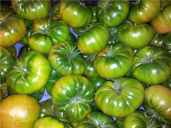 TOMATE  PATA ROJO-detalle