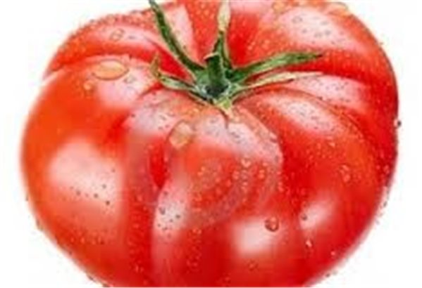 TOMATE  PATA ROJO-lateral