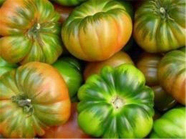 TOMATE  PATA ROJO-trasera