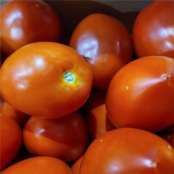 Tomate pera para rallar-detalle