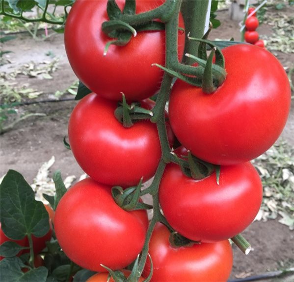 Tomate pera para rallar-izquierda