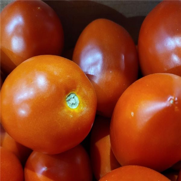 Tomate pera para rallar-lateral