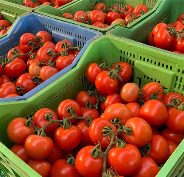Tomate pera para rallar-trasera