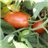 tomate pera-detalle