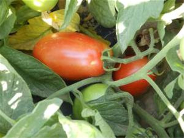 tomate pera-detalle