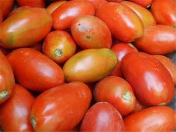 tomate pera-lateral