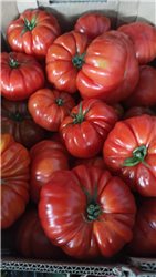 Organic Rebellion Tomato - 1 kg