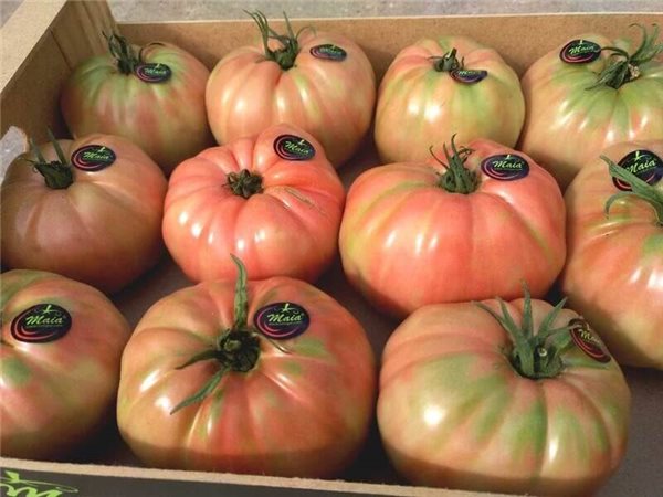 Tomate rosa de Barbastro BIO 1kg - Falces Maia-detalle