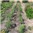 Tomates cerises de Terroir-lateral