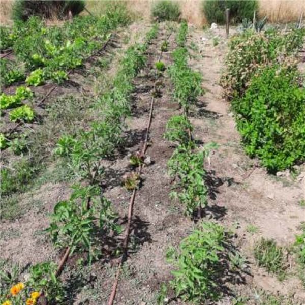 Tomates cerises de Terroir-lateral