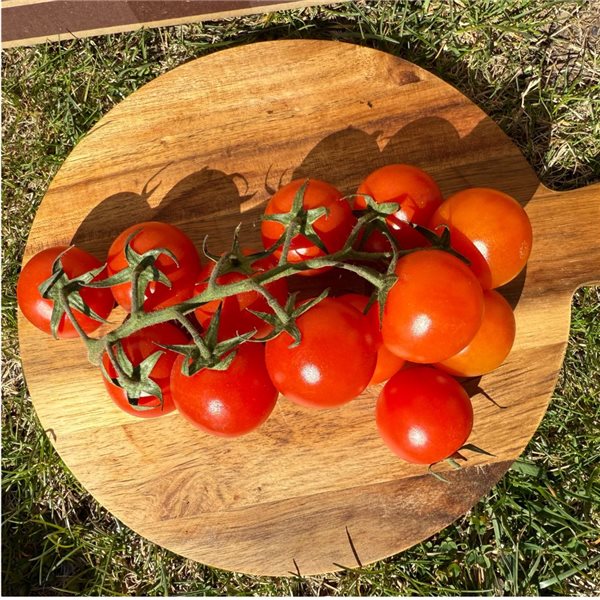 Cherry tomatoes branch-izquierda