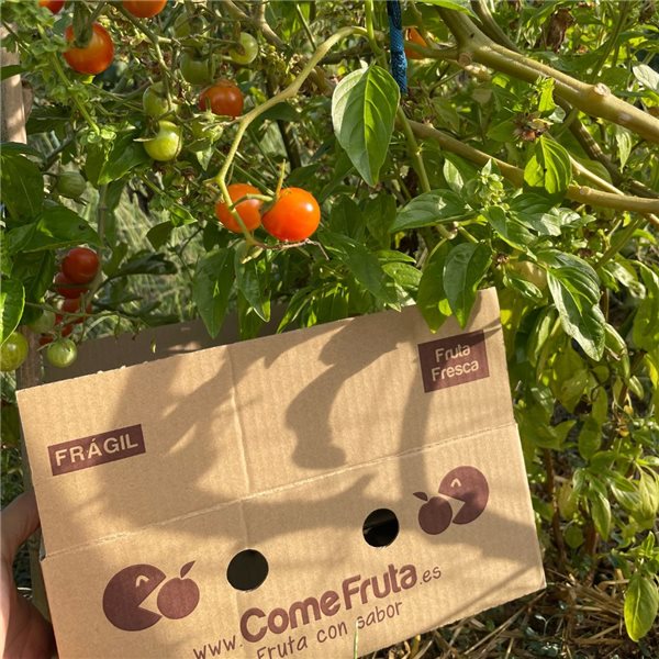 Cherry tomatoes branch-lateral