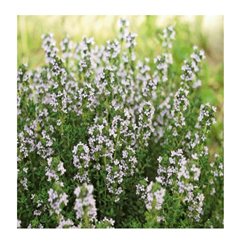 THYM BIO 30g  Antibiotique Naturel