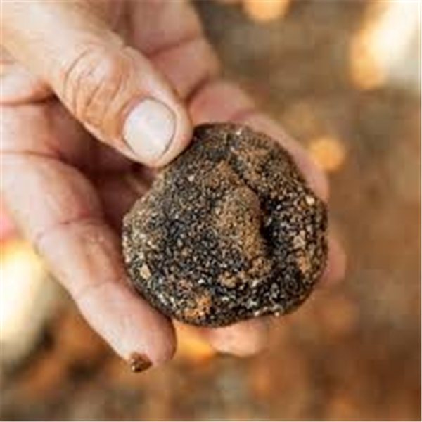 Trufa negra, el hongo místico-detalle