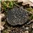 Truffe noire 35g, le champignon mystique.-lateral