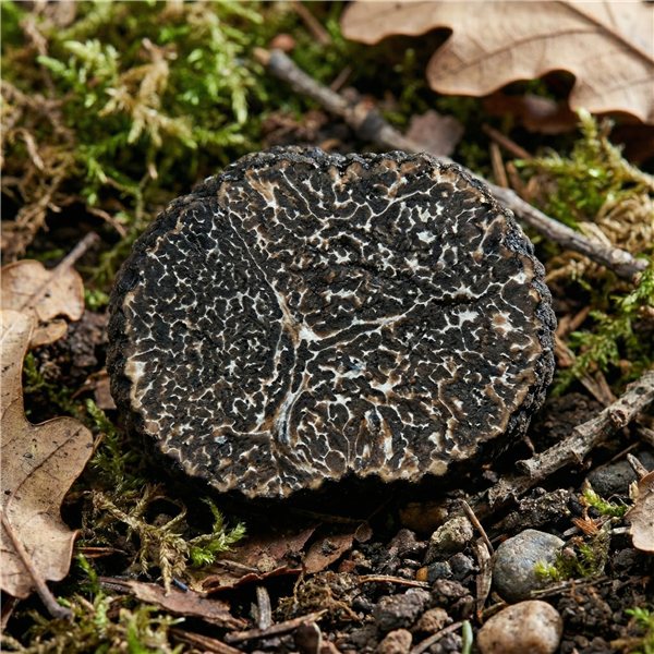 Truffe noire 35g, le champignon mystique.-lateral