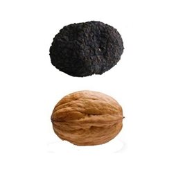 Truffe Uncinatum - Truffe d'automne M - 40gr