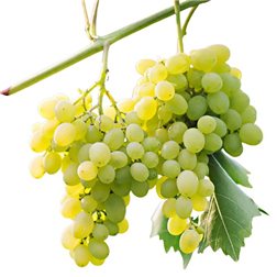 Uva blanca sin pepita 600-800g (Solamente para envíos en Comunidad de Madrid)