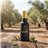 Emerald Green Imagine Picual 12 bottles 250 ml-trasera