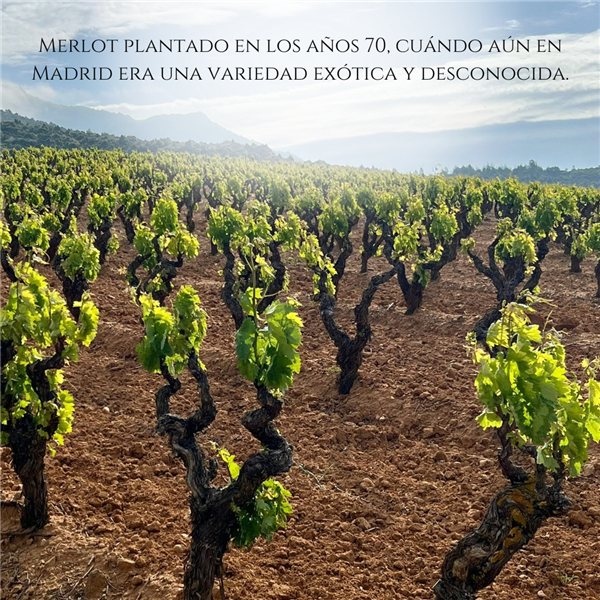 Vino Tinto 100% Merlot 2021  Henrique de Benoit | Caja Vino 3 Botellas 750 ml | 15 Meses en Fudres de Roble Francés + 4 Años en Botella | Pack Regalo Gourmet-izquierda