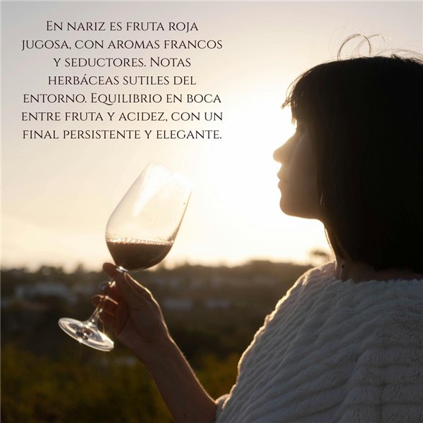 Vino Tinto 100% Merlot 2021  Henrique de Benoit | Caja Vino 3 Botellas 750 ml | 15 Meses en Fudres de Roble Francés + 4 Años en Botella | Pack Regalo Gourmet-lateral