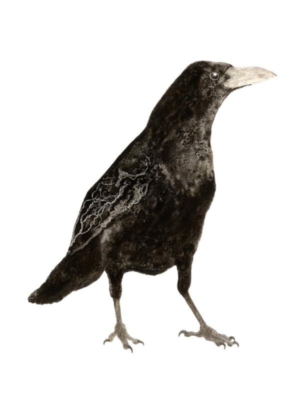 Earth Crows