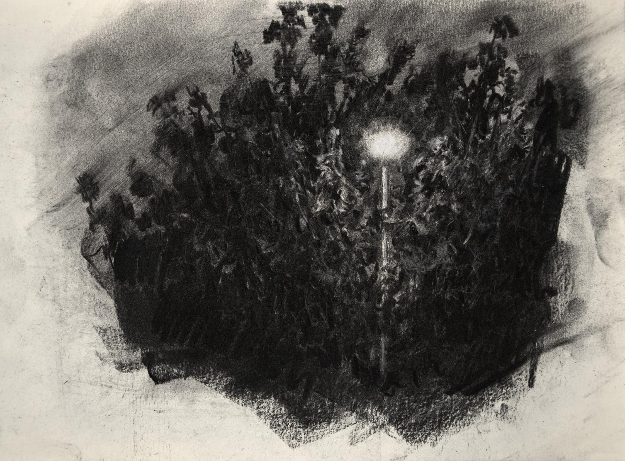 THE LIGHT IN THE FOREST