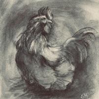 Pekin Cockerel