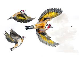 Three Goldfinches