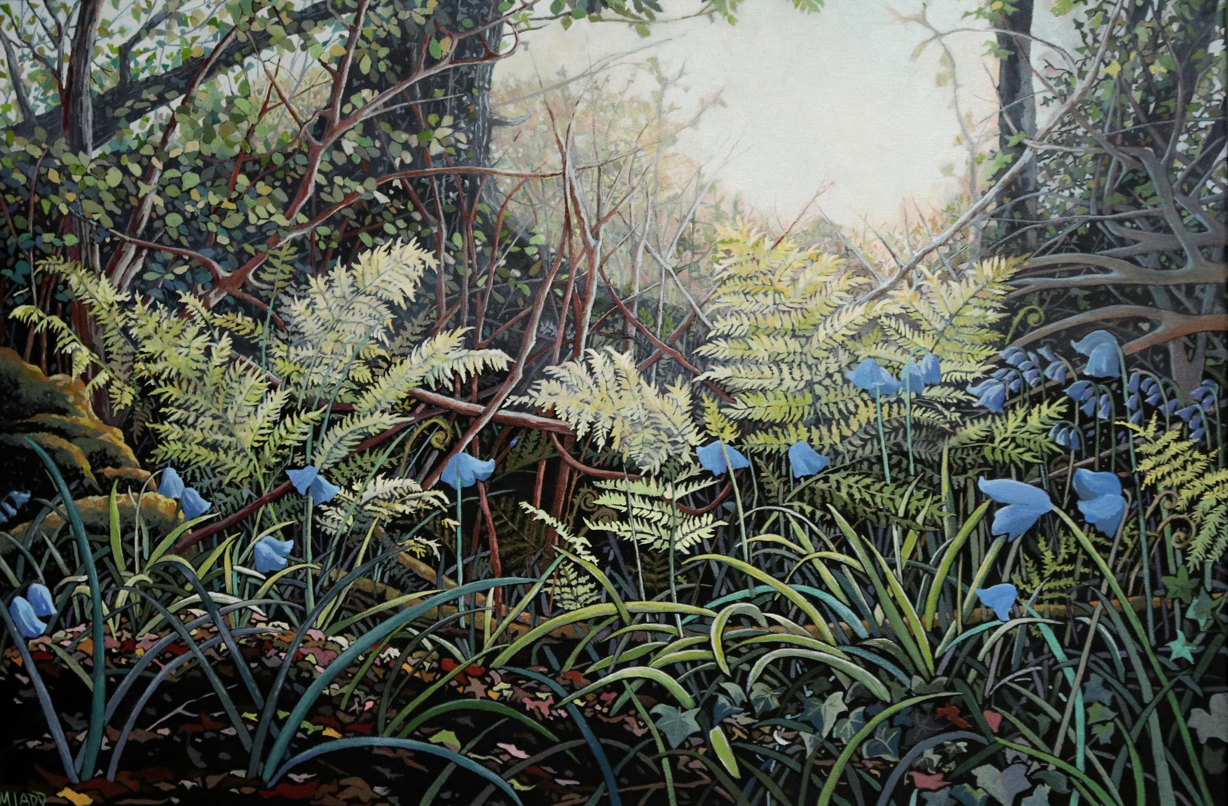 sunlit ferns 