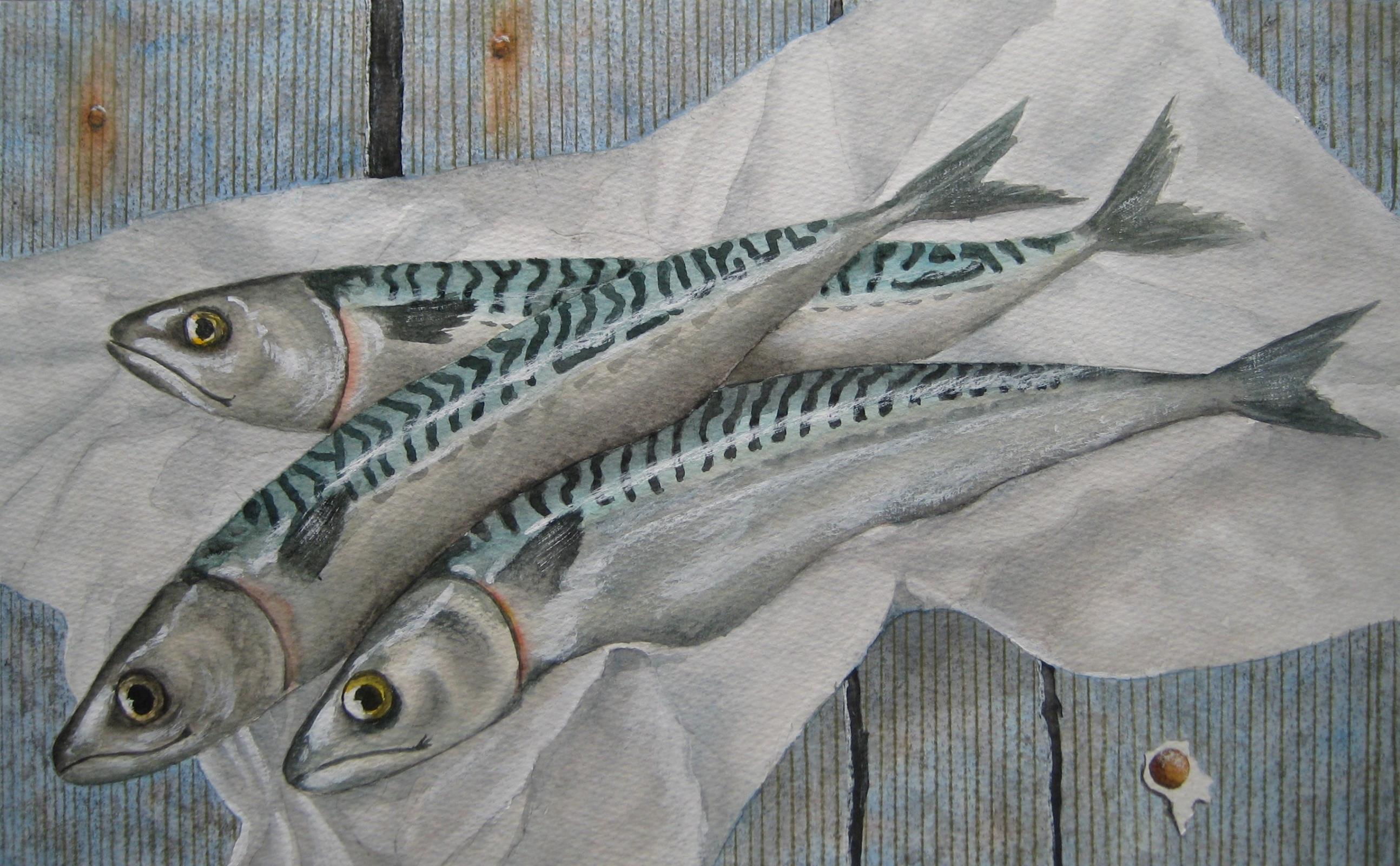 Mackerel
