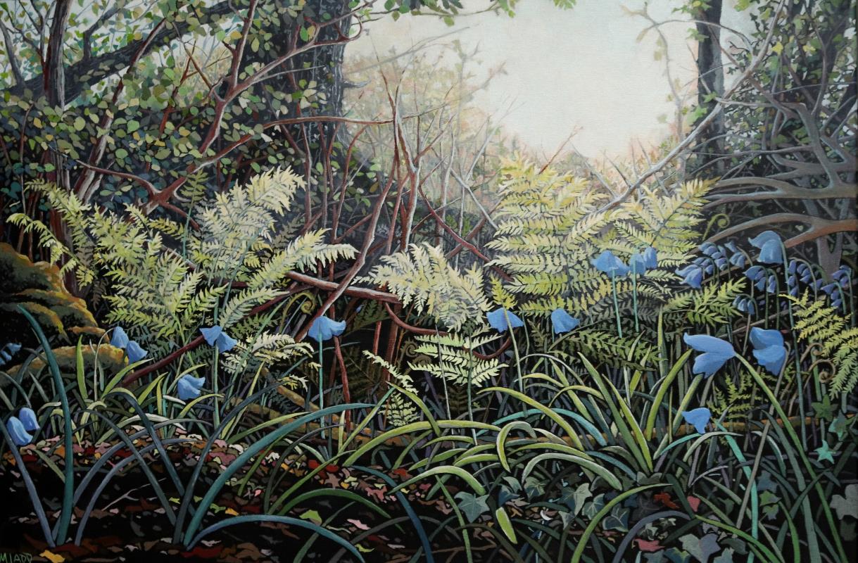 sunlit ferns 