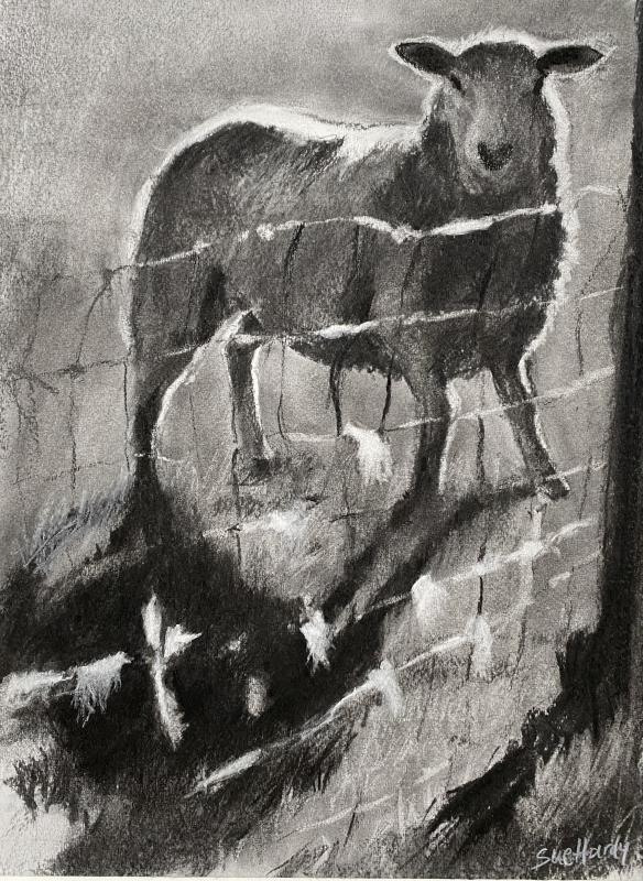 Wool on the Wire