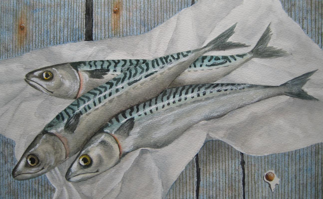 Mackerel