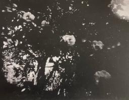 Camelia - 12 mins in shade