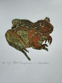 Rana Temporaria 1 